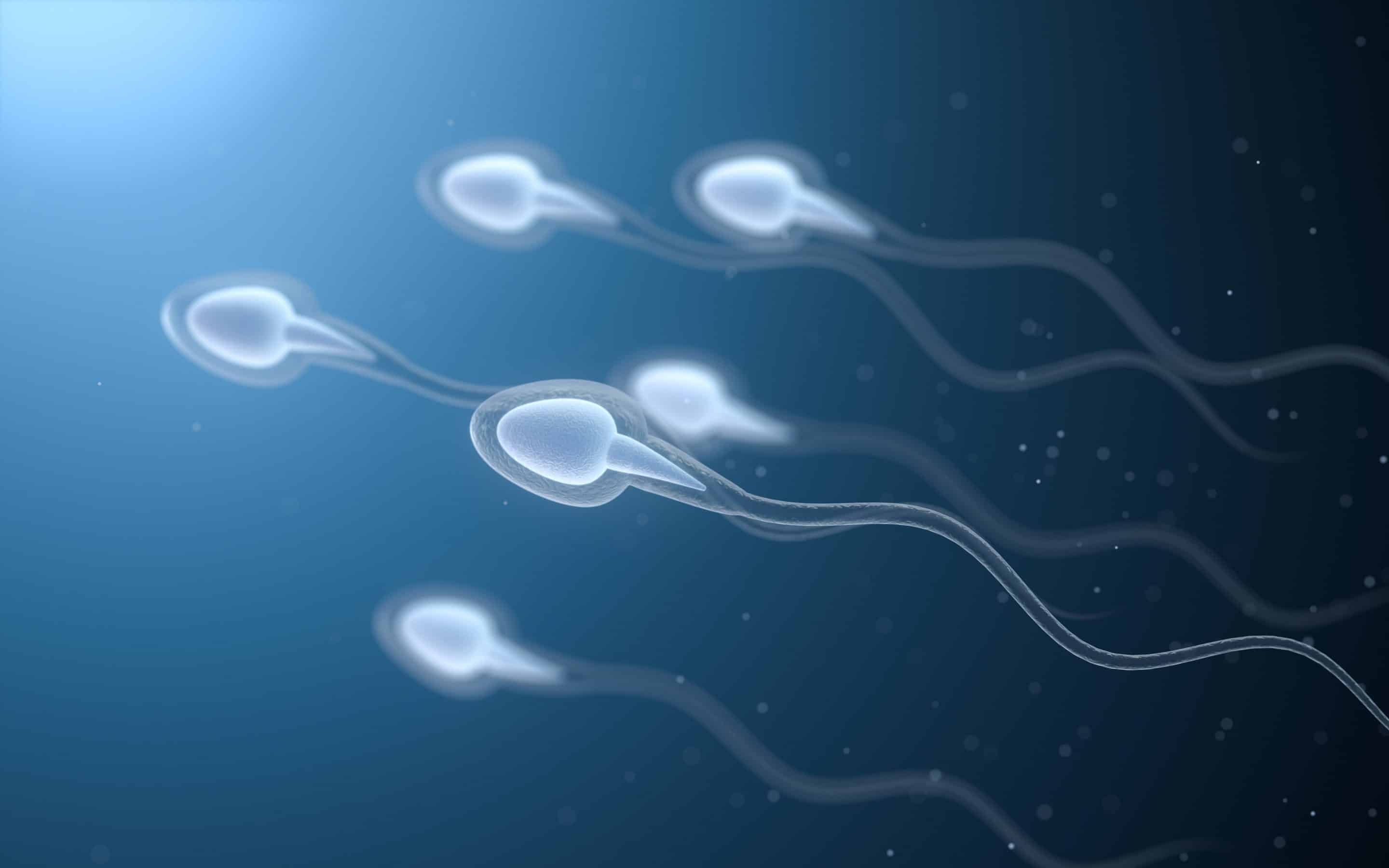An image of sperm movement